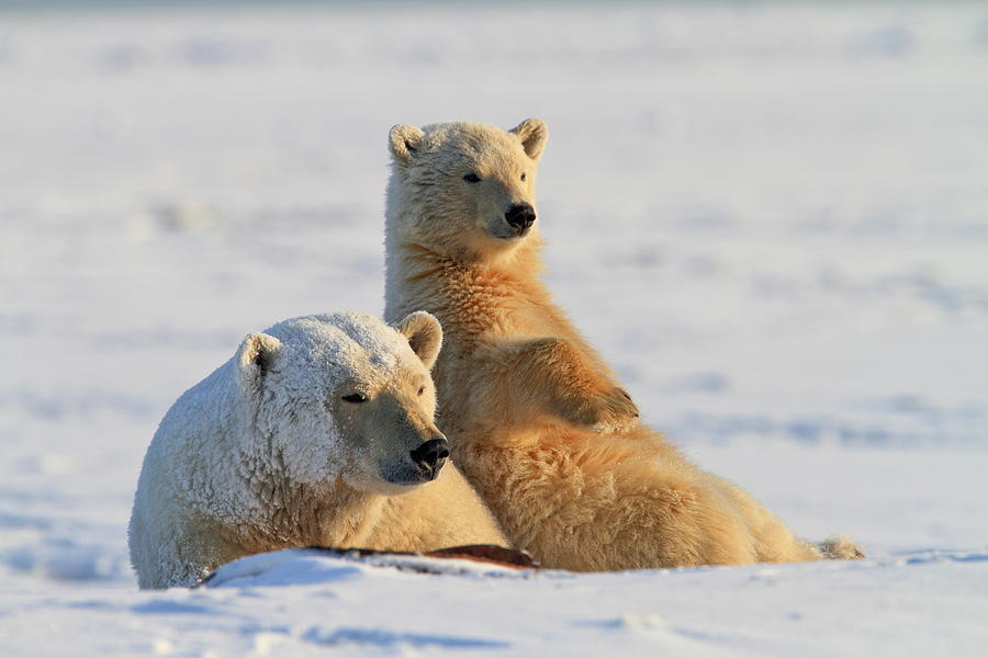 Polar Bear, Wildlife Refuge, Alaska #6 Digital Art by Bernd Rommelt