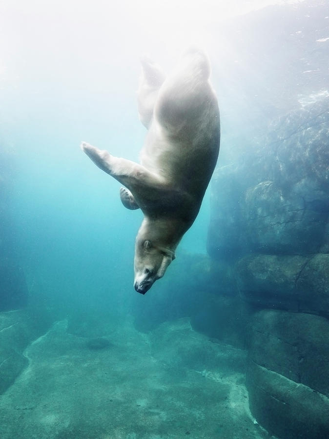 Polarbear In Water by Henrik Sorensen