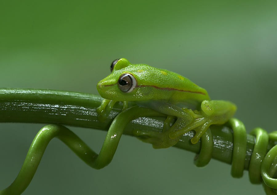 Amphibians Photograph - Polkadot Treefrog #6 by Michael Lustbader
