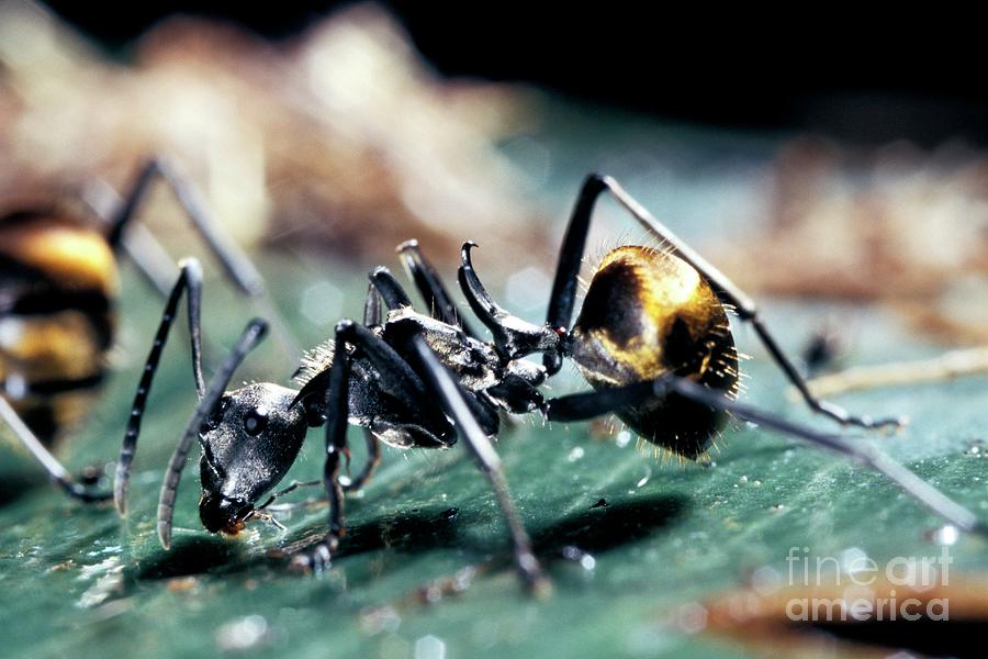 Polyrhachis Laboriosa Ant Photograph by Patrick Landmann/science Photo ...