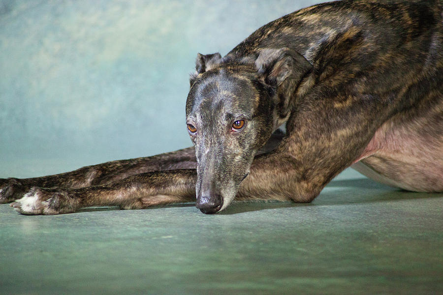 Portrait Of A Greyhound Dog #6 Photograph by Panoramic Images