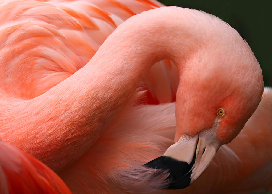 Portrait Of A Pink Flamingo #6 Photograph by Robin Wechsler