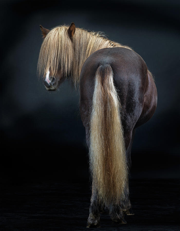 Portrait Of Icelandic Horse, Iceland #6 Photograph by Arctic-images