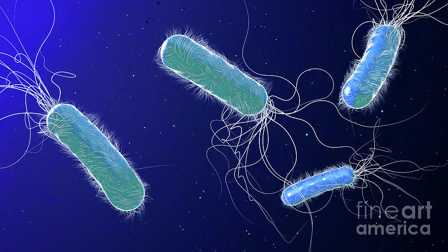 Pseudomonas Aeruginosa Bacteria Photograph By Christoph Burgstedt Science Photo Library