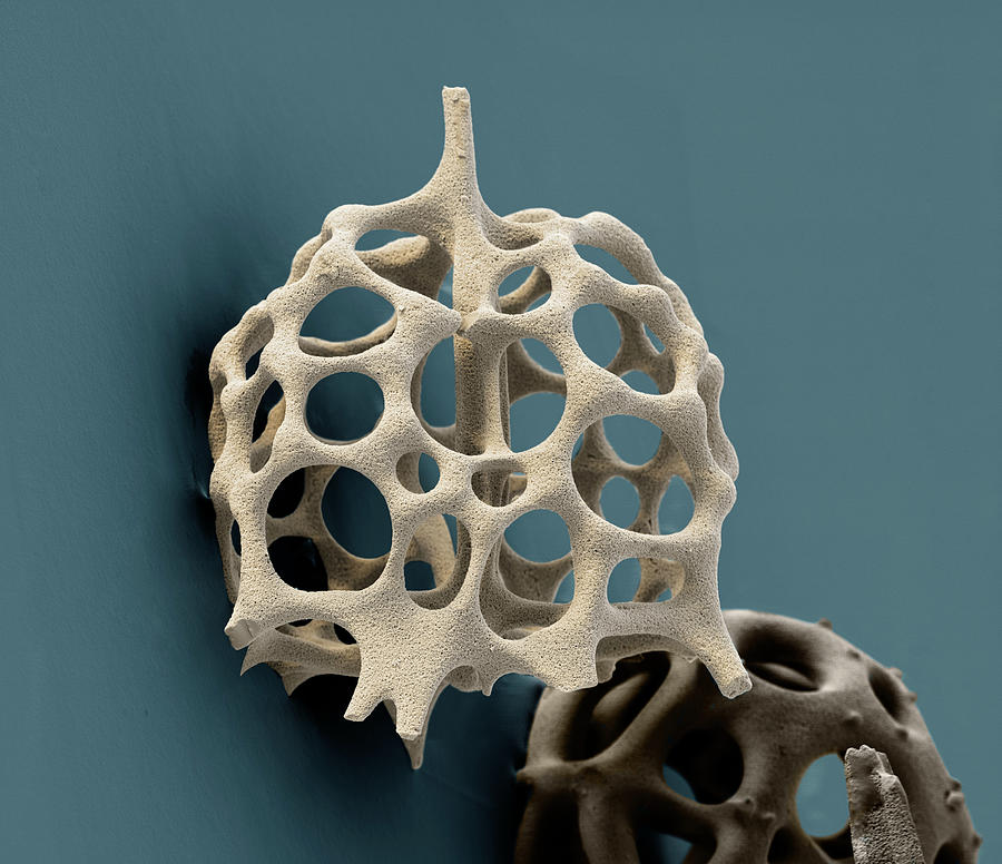 Radiolarian, Sem #6 Photograph by Oliver Meckes EYE OF SCIENCE