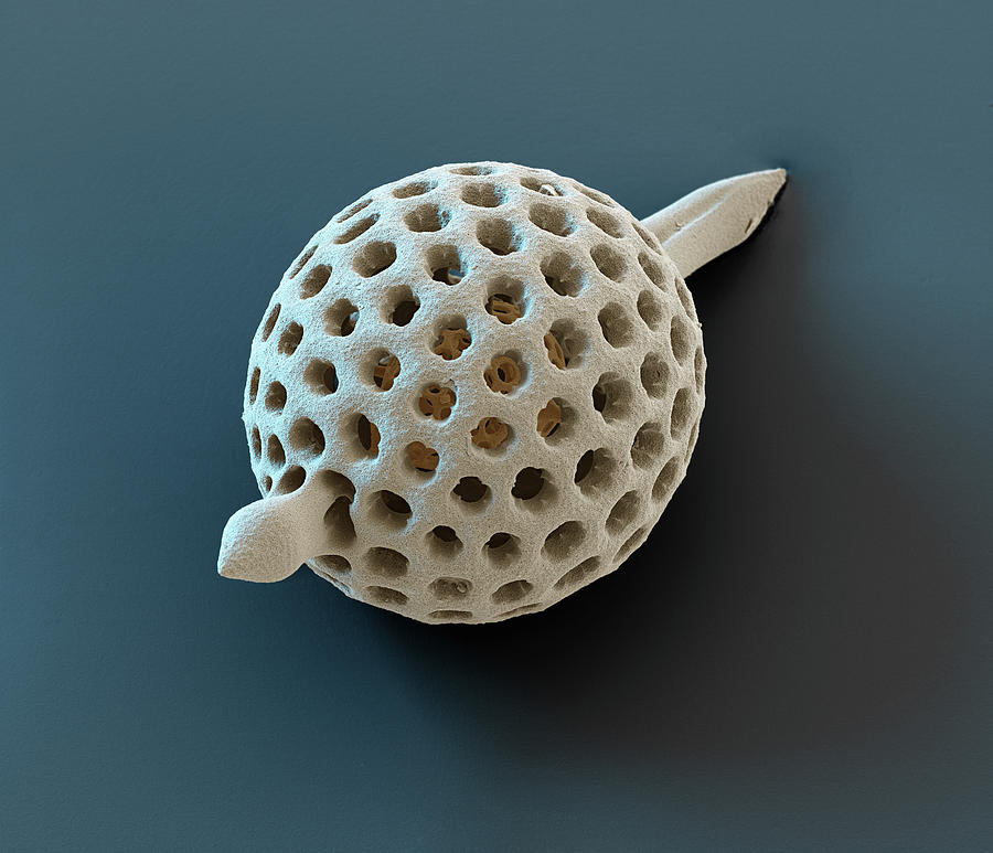 Radiolarian Xiphostylus Sp., Sem #6 Photograph by Oliver Meckes EYE OF SCIENCE