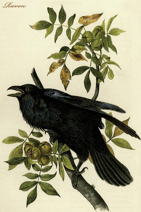 Raven #6 Painting by John James  Audubon