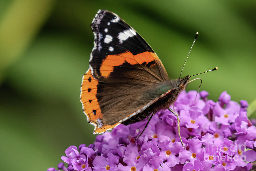 Red Admiral by Brian Roscorla Red Admiral by Brian Roscorla