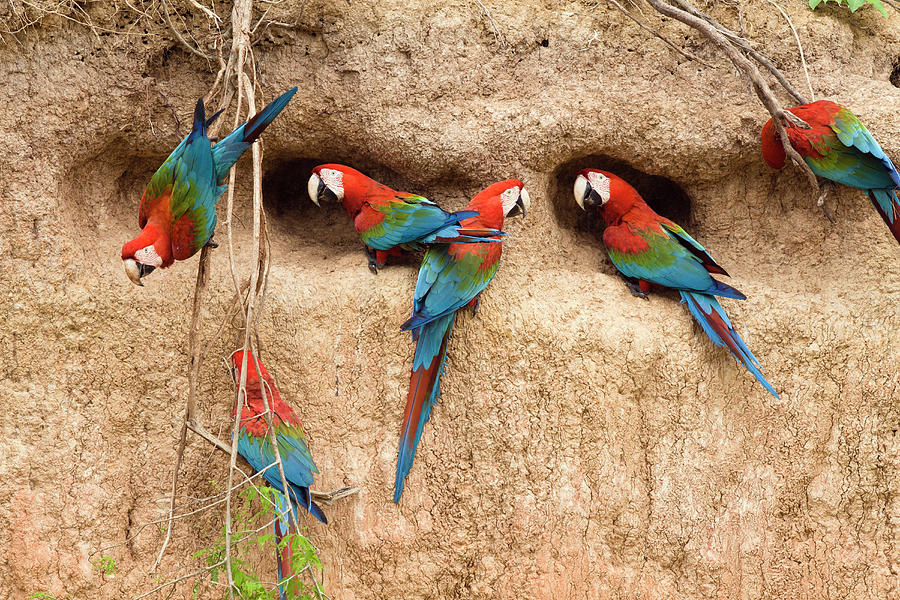 Red-and-green Macaws At Saltlick, Ara Chloroptera, Tambopata National Reserve, Peru, South America #6 Photograph by Konrad Wothe
