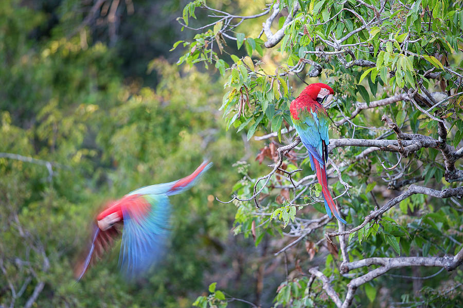 Macaw Photograph - Red-and-green Macaws Or Green-winged #6 by Nick Garbutt