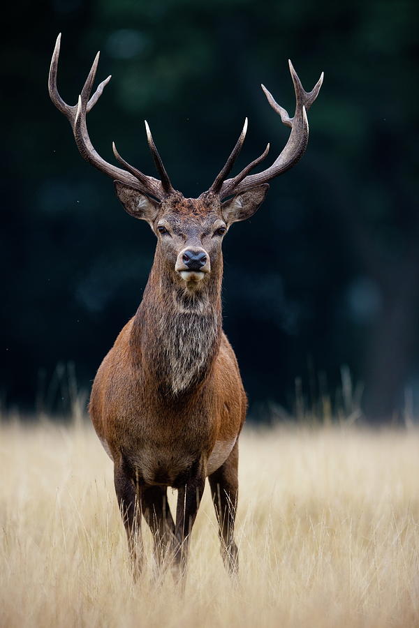 Red Deer Photograph by Damiankuzdak