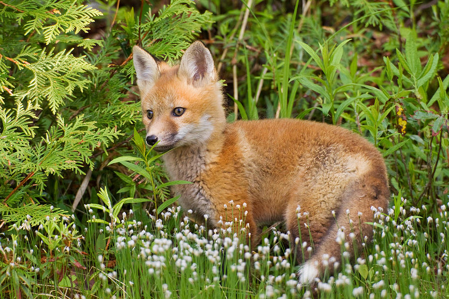 Red Fox Photograph by James Zipp - Fine Art America