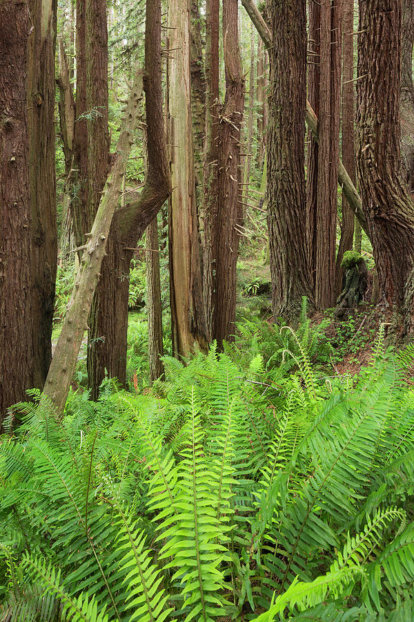 Redwood, Stillwater Cove Regional Park, Sonoma Coast, California, United States #6 Photograph by Rainer Mirau