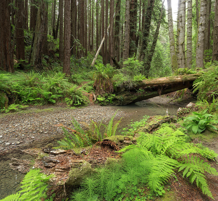 Redwood, Stochoff Creek, Stillwater Cove Regional Park, Sonoma Coast ...