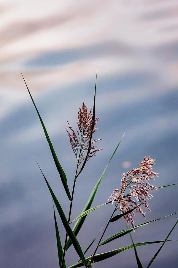 Reeds #6 Photograph by Robert Ullmann