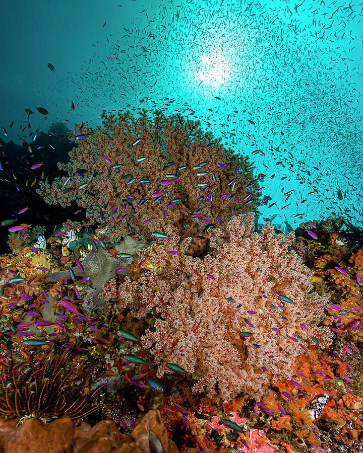 Reef Scene In Halmahera, Indonesia #6 Photograph by Bruce Shafer