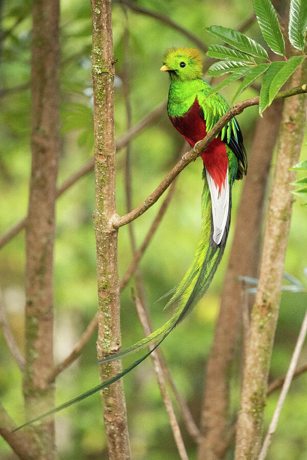 Resplendent Quetzal Male, Talamanca Mountains, Costa #6 Photograph by Nick Hawkins / Naturepl.com Resplendent Quetzal Male, Talamanca Mountains, Costa #6 Photograph by Nick Hawkins / Naturepl.com