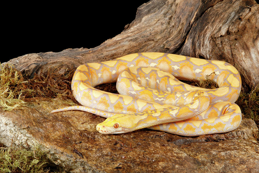 Reticulated Python Lavender Morph #6 Photograph by David Kenny