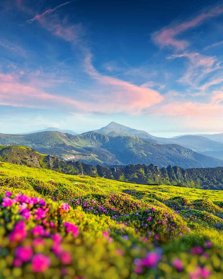 Summer Photograph - Rhododendron Flowers Covered Mountains #6 by Ivan Kmit