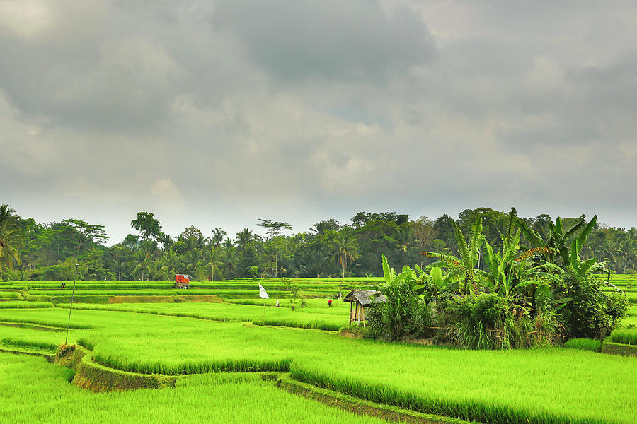 Rice Field, Bali, Indonesia #6 Photograph by Bob Pool