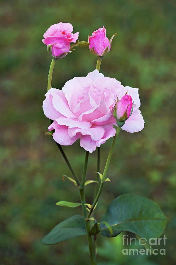 Rose (rosa Sp) Photograph by Dr. Nick Kurzenko/science Photo Library ...