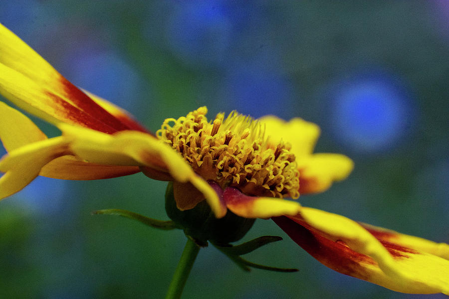 Rudbeckia Mixed Media - Rudbeckia by Smart Aviation Rudbeckia Mixed Media - Rudbeckia by Smart Aviation