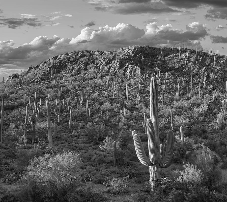 Saguaro Cacti, Arizona #6 Photograph by Tim Fitzharris