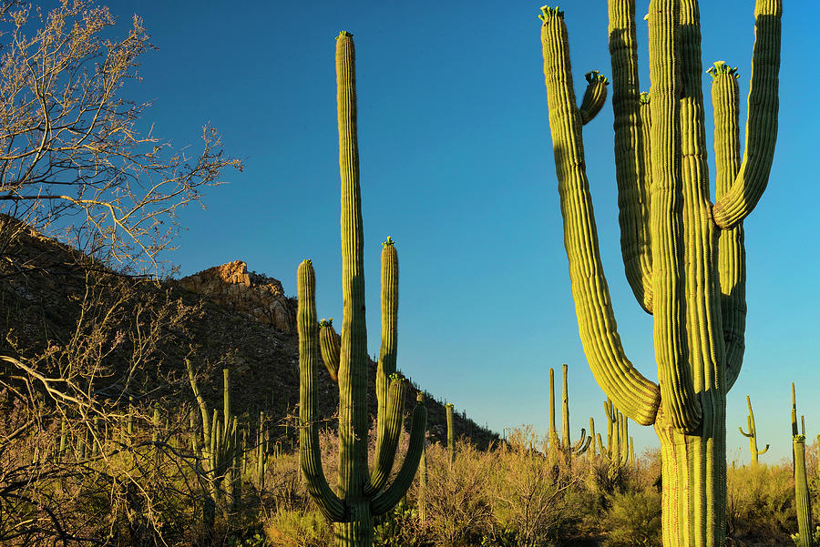 Saguaro National Park, Tucson, Az #6 Digital Art by Heeb Photos