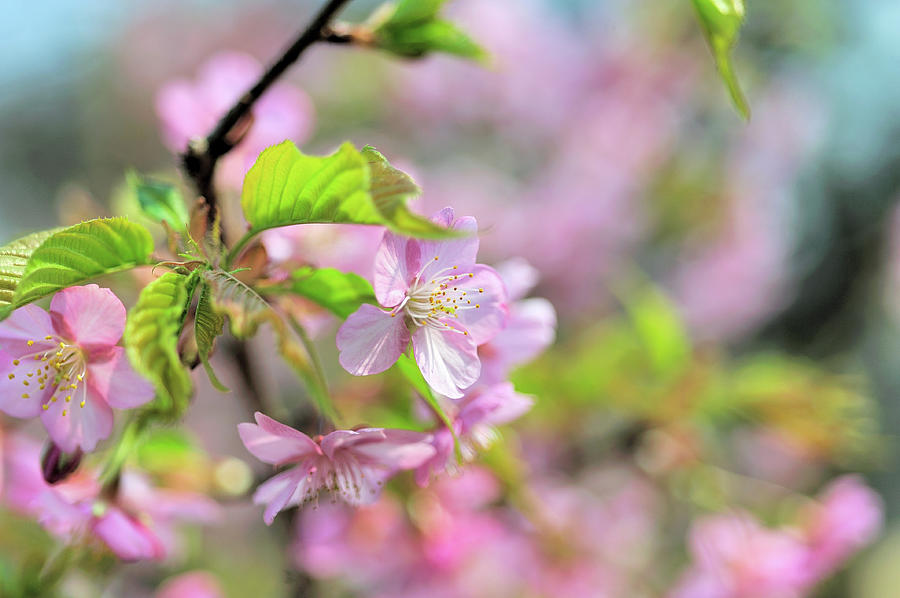 Sakura #6 Photograph by I Love Photo And Apple.