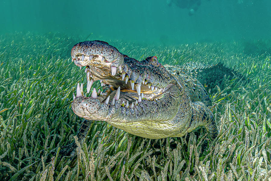 Saltwater Crocodile Of Cuba #6 Photograph by Bruce Shafer