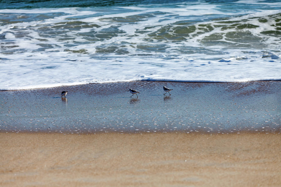 Nature Photograph - Sanderling playing in the waves #6 by Terry Thomas