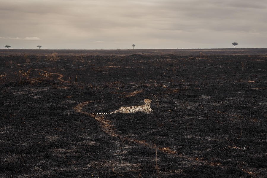 Nature Photograph - Savannah Burning #6 by Roberto Marchegiani