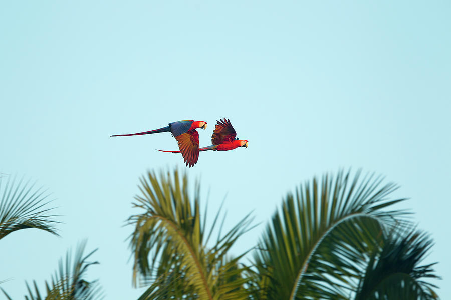 Scarlet Macaw, Costa Rica #6 Photograph by Paul Souders