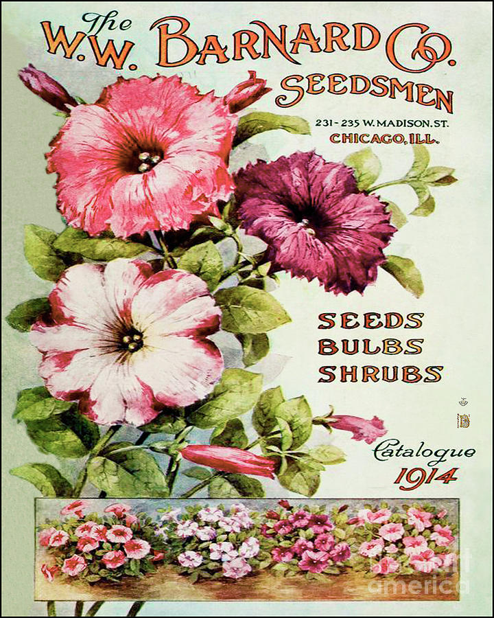 Seed Vintage Packet Digital Art by Baptiste Posters - Pixels