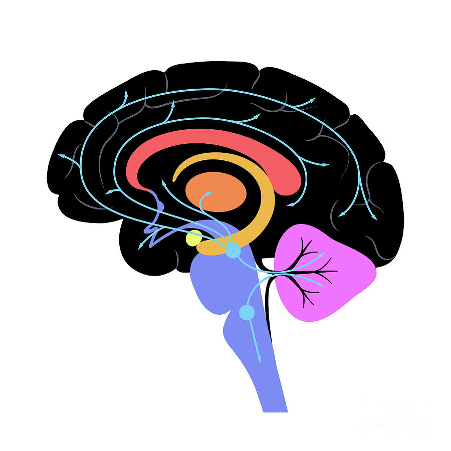 Serotonin Pathway In Brain Photograph by Pikovit / Science Photo ...