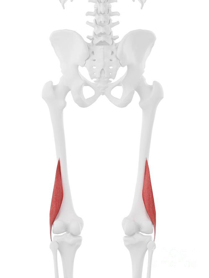 Short Biceps Femoris Muscle #6 by Sebastian Kaulitzki/science Photo Library