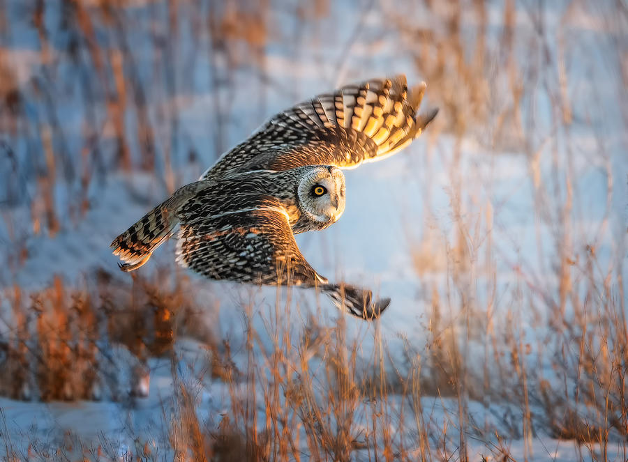 Short-eared Owl #6 Photograph by Tao Huang