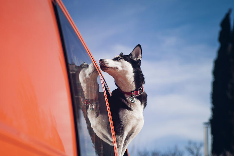 Siberian Husky Dog Pokes Its Head Out Of A Car Window. #6 Photograph by Cavan Images