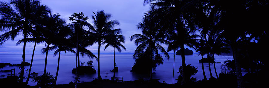 Silhouette Of Palm Trees On The Beach #6 Photograph by Panoramic Images