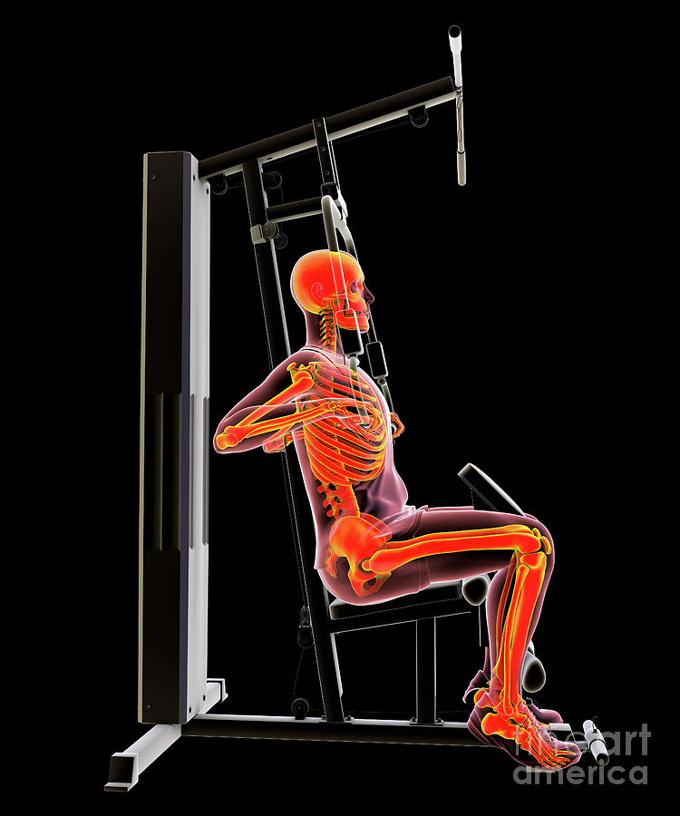 Skeleton Training On A Hammer Strength Machine #6 Photograph by Kateryna Kon/science Photo Library