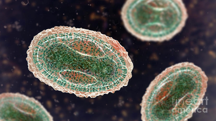 Smallpox Virus Photograph By Kateryna Kon Science Photo Library Fine Art America