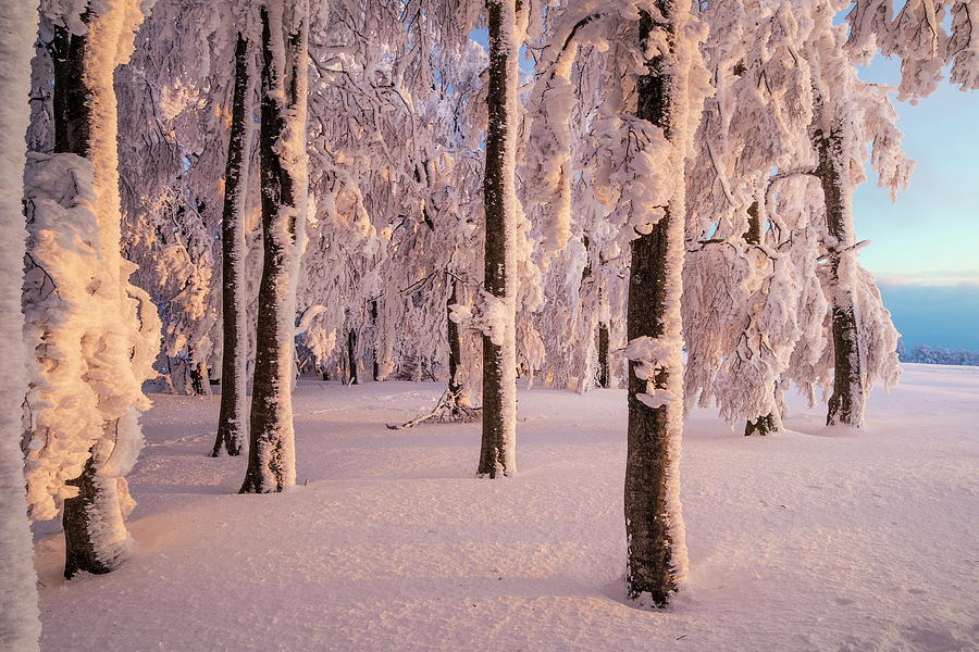 Snow Covered Forest #6 Digital Art by Reinhard Schmid