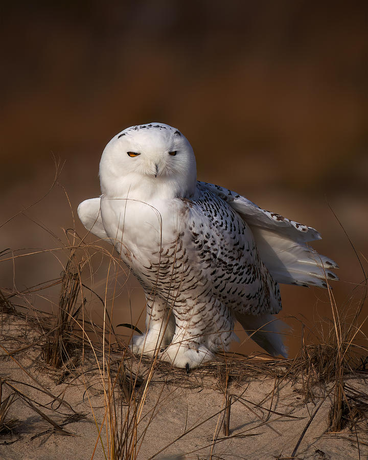 Snowy Owl #6 Photograph by Johnny Chen