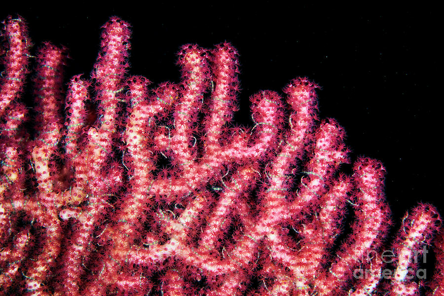 Soft Coral #6 Photograph by Alexander Semenov/science Photo Library