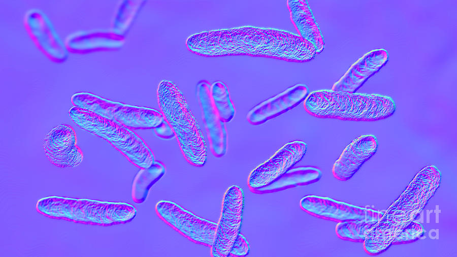 Sphingomonas Bacteria Photograph by Kateryna Kon/science Photo Library ...