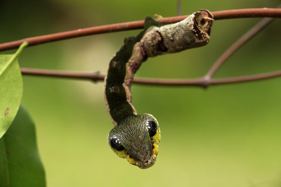 Wildlife Photograph - Sphinx Hawk Moth Caterpillar, Snake Mimic Species #6 by Mark Bowler / Naturepl.com