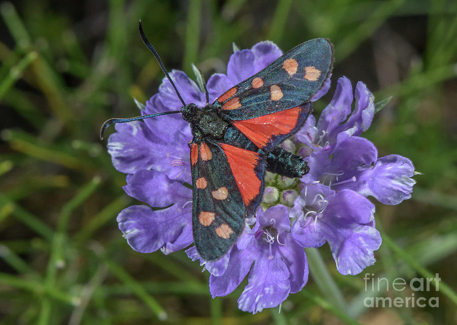 6-spot Burnet Moth Photograph by Bob Gibbons/science Photo Library