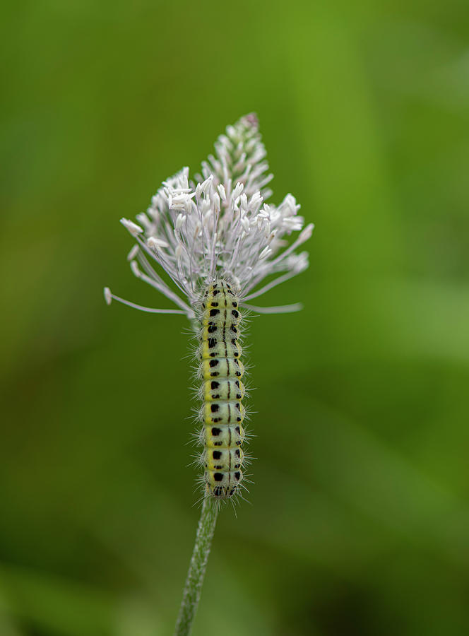 Wildlife Photograph - 6 Spot Burnet Moth Caterpillar On Plantain, Swiss Alps by Adrian Davies / Naturepl.com