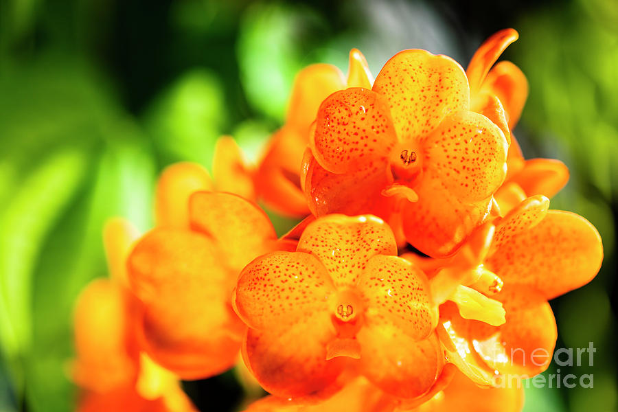 Spotted Tangerine Orchid Flowers #6 Photograph by Raul Rodriguez