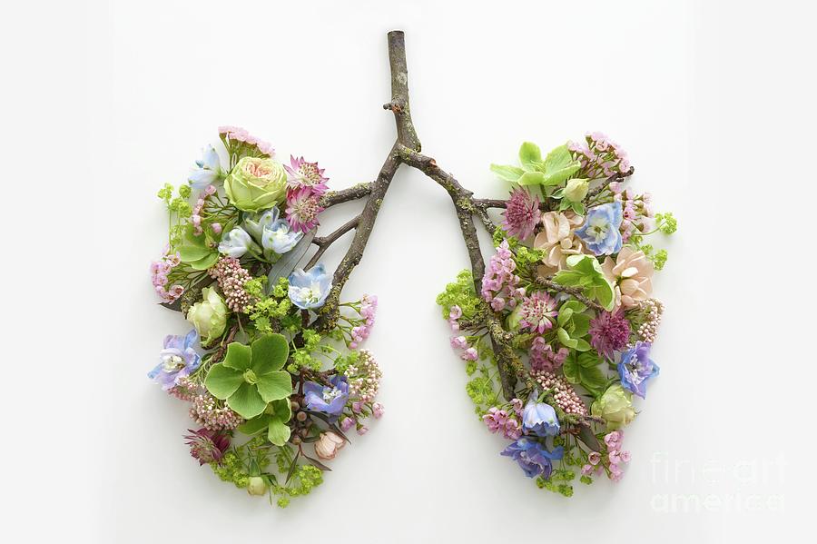 Spring Flowers Representing Human Lungs #6 Photograph by Science Photo Library
